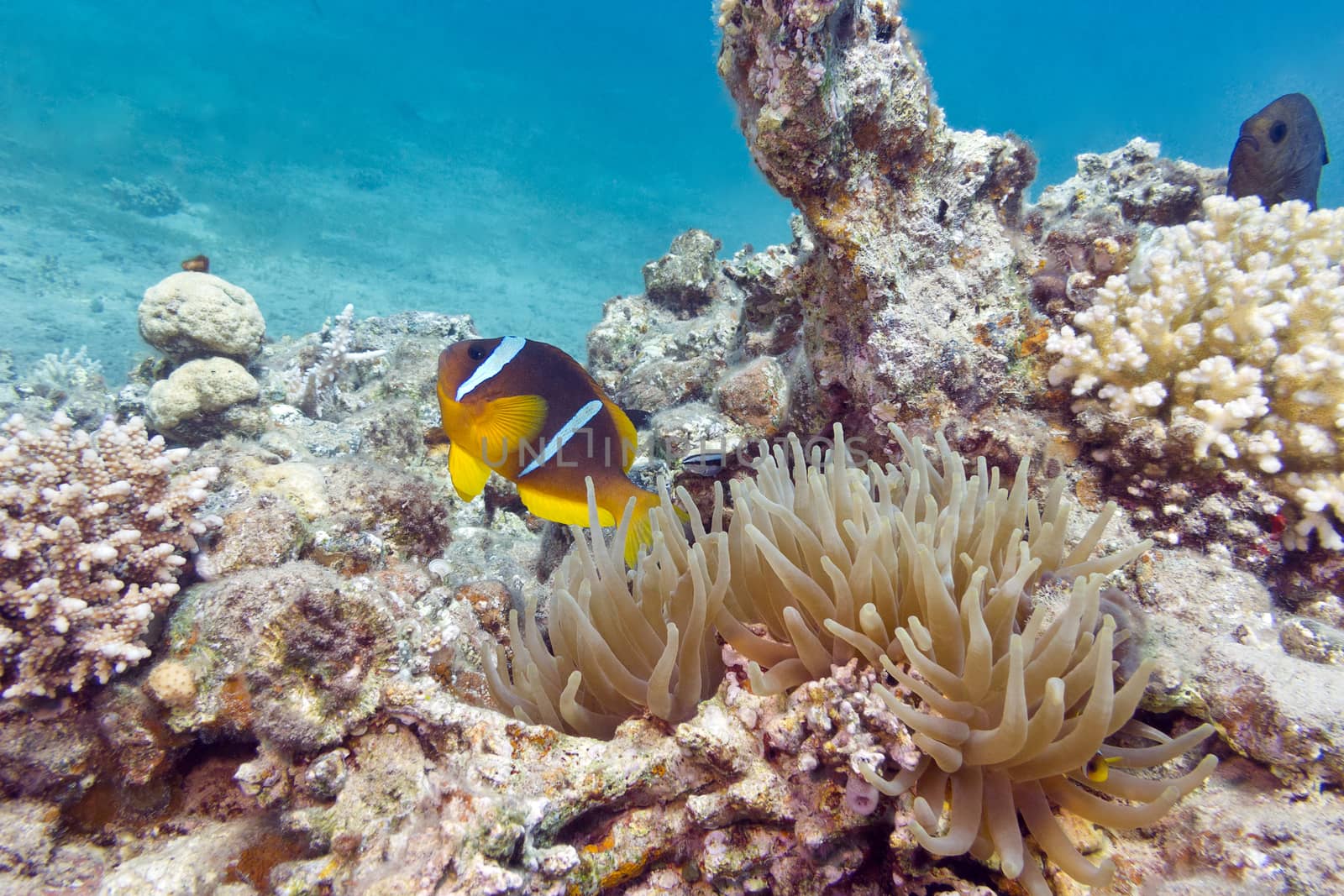 single Clownfish and sea anemone in tropical sea, underwater by mychadre77