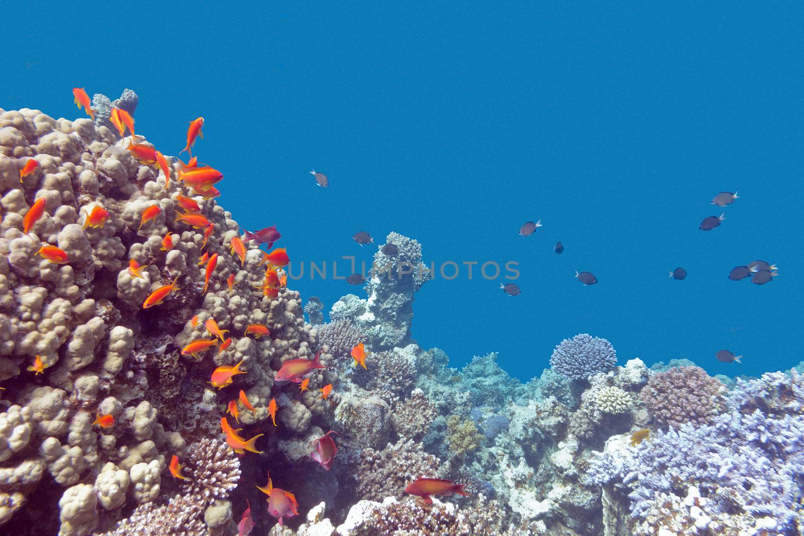 coral reef with exotic fishes Anthias in tropical sea, underwater by mychadre77