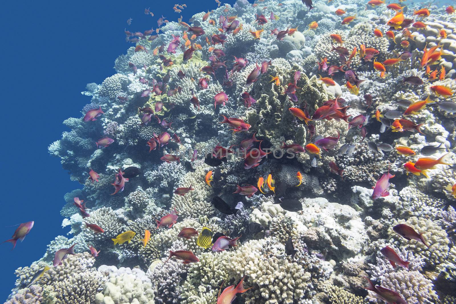colorful coral reef  with shoal of exotic fishes Anthias at the bottom of tropical sea
