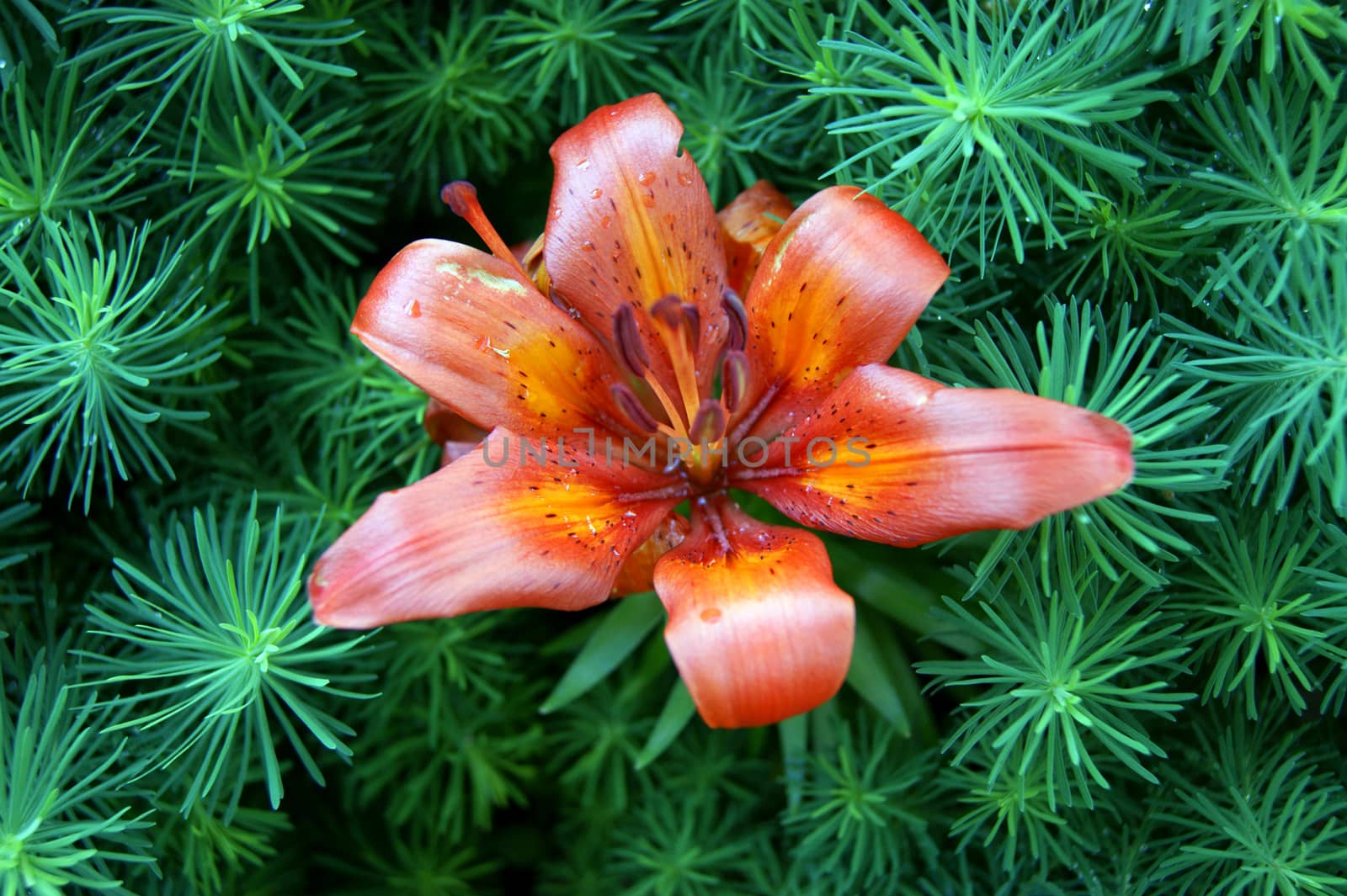 Flower to red lily amongst herbs in garden