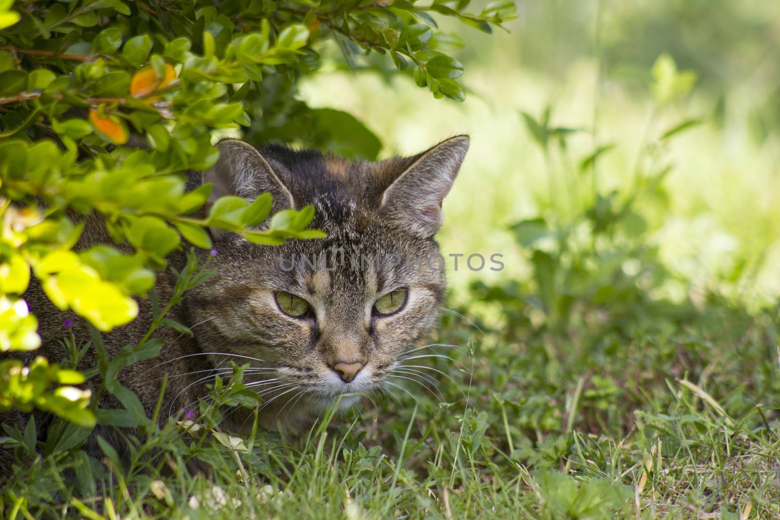 Cat resting in the garden