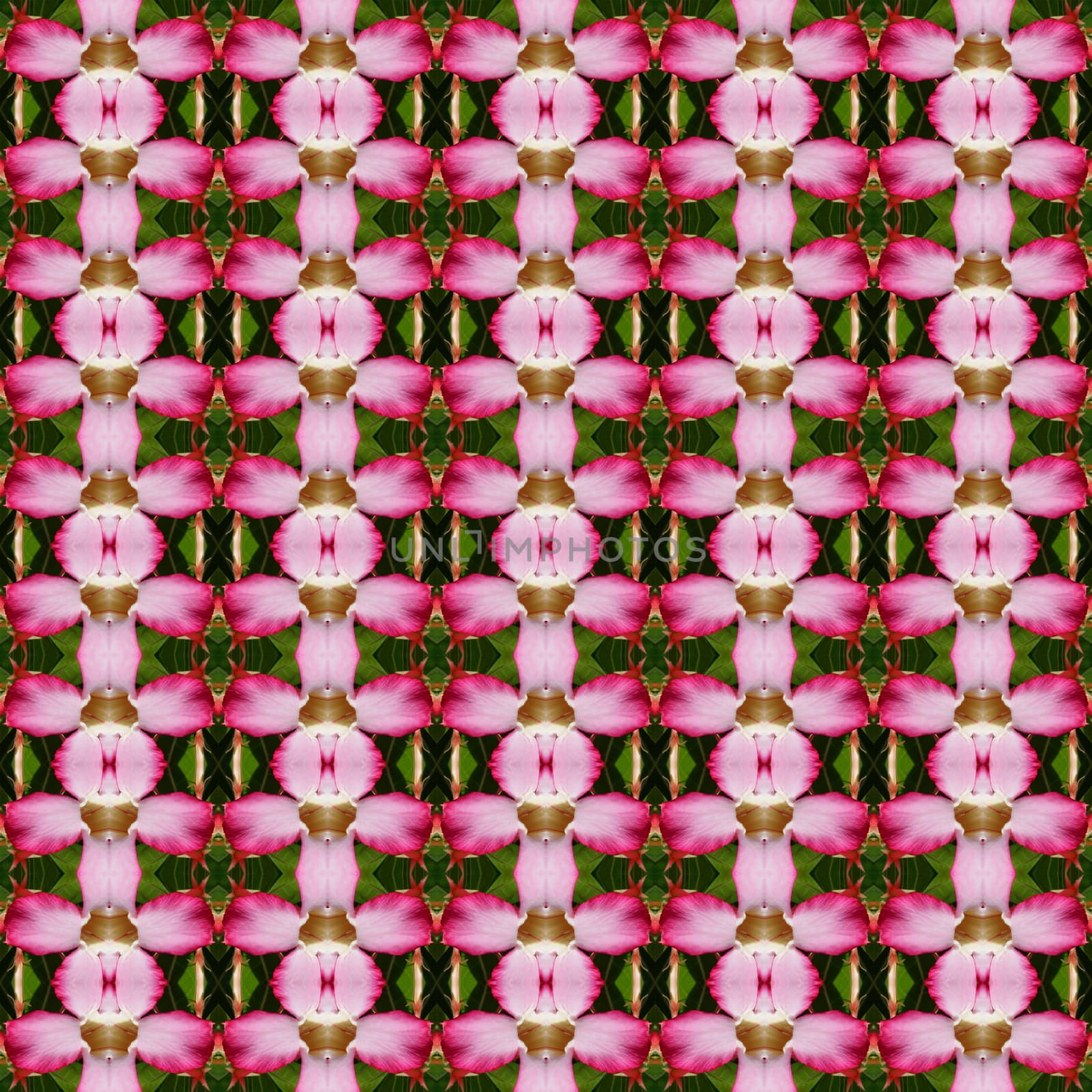 Adenium flowers or Impala Lily Adenium seamless use as pattern and wallpaper.