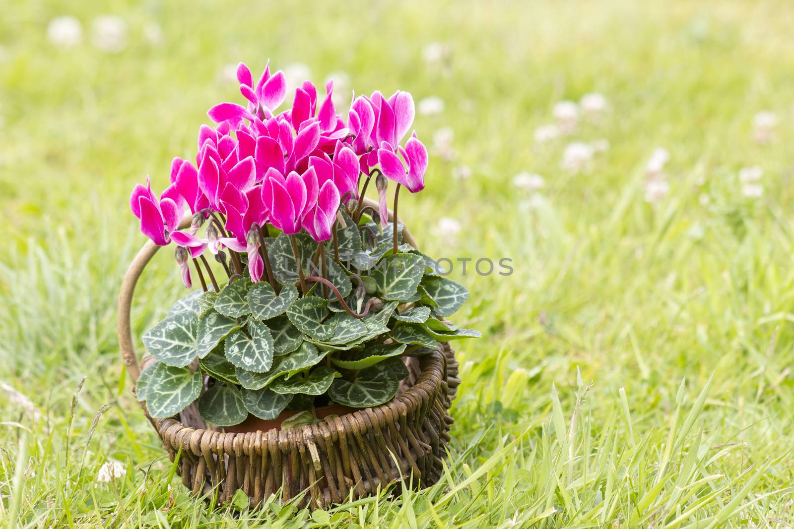 cyclamen persicum in a basket