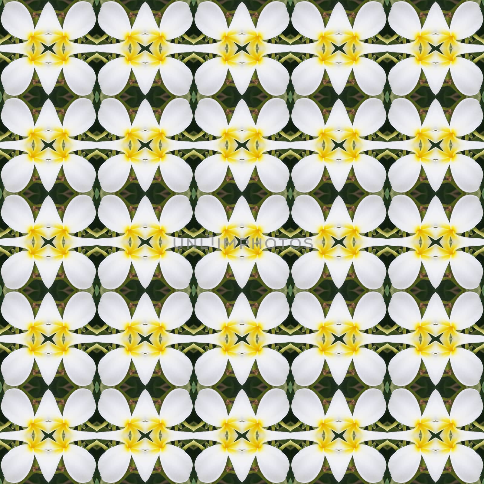 White Frangipani flowers, a bouquet of flowers seamless use as pattern and wallpaper.