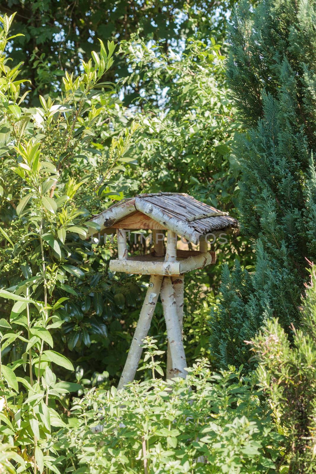 Rustic three-legged wooden bird table made from tree branches with sheltered platform and roof in sunlight surrounded by green trees and shrubs