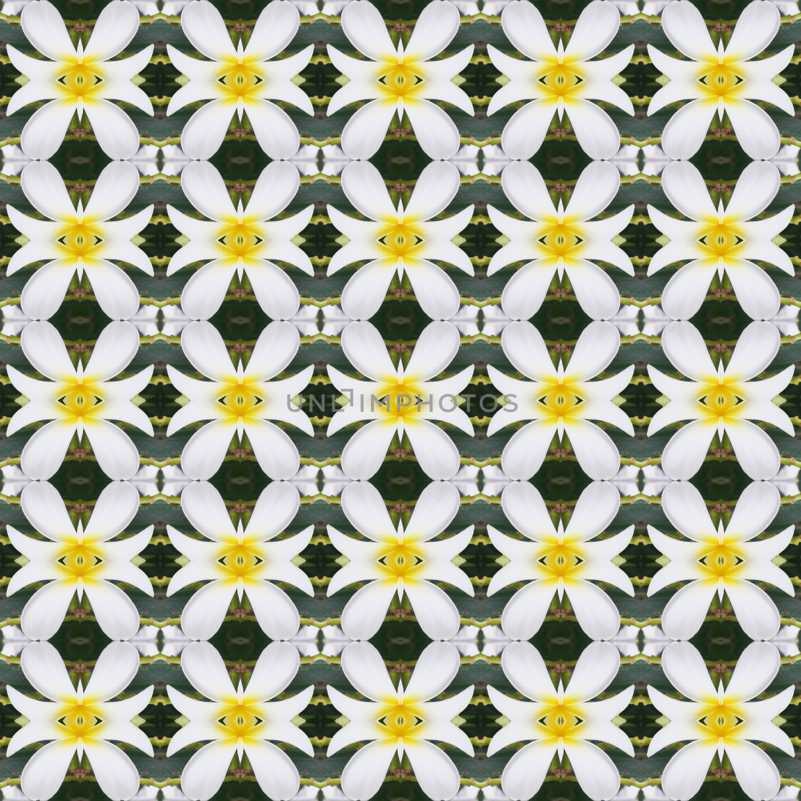 White Frangipani flowers, a bouquet of flowers seamless use as pattern and wallpaper.