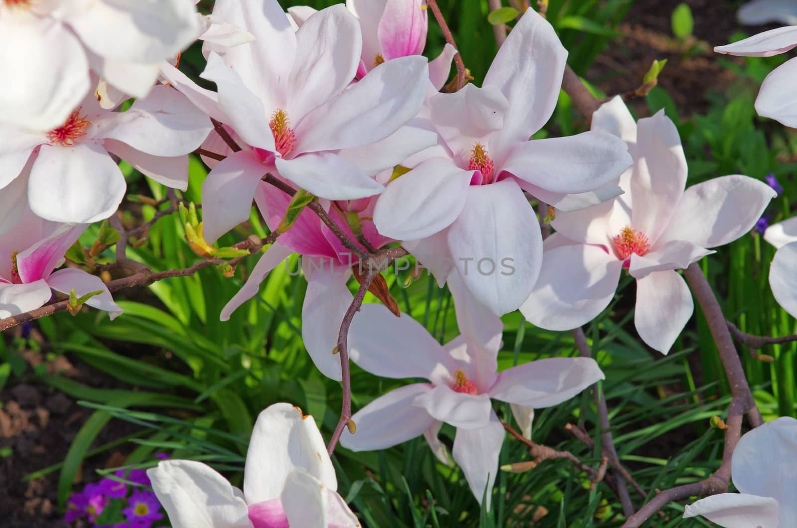 Magnolia flowers on a tree branch: pink and white flowers