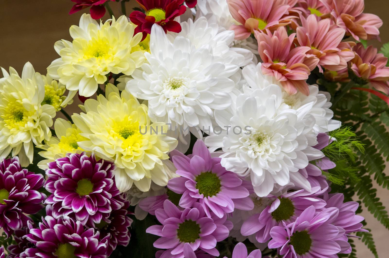 Colorful Chrysanthemum flowers as background