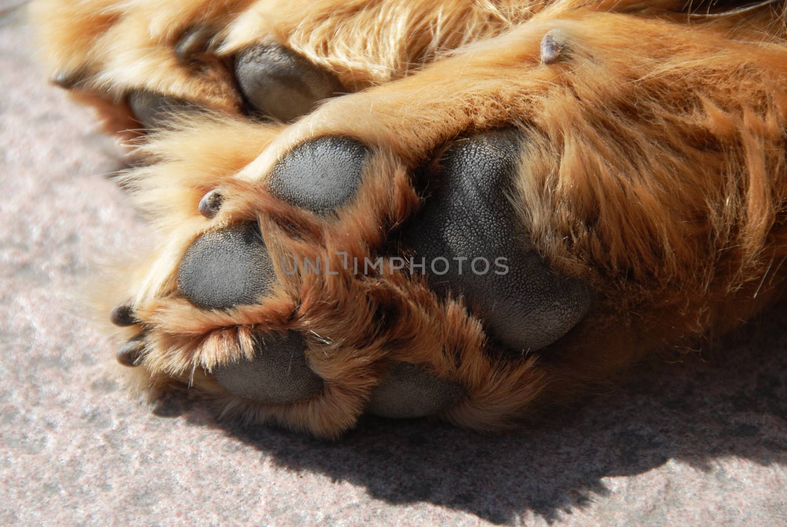 paw of sleeping retriever dog outdoors, outdoors