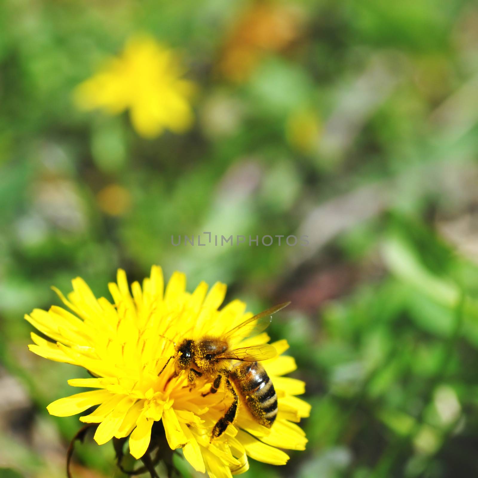One bee on dandelion by simply