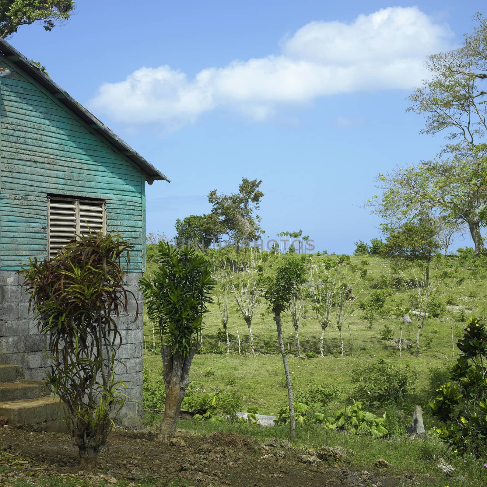 Plants and trees grow near a home in the topics on a lush hillside