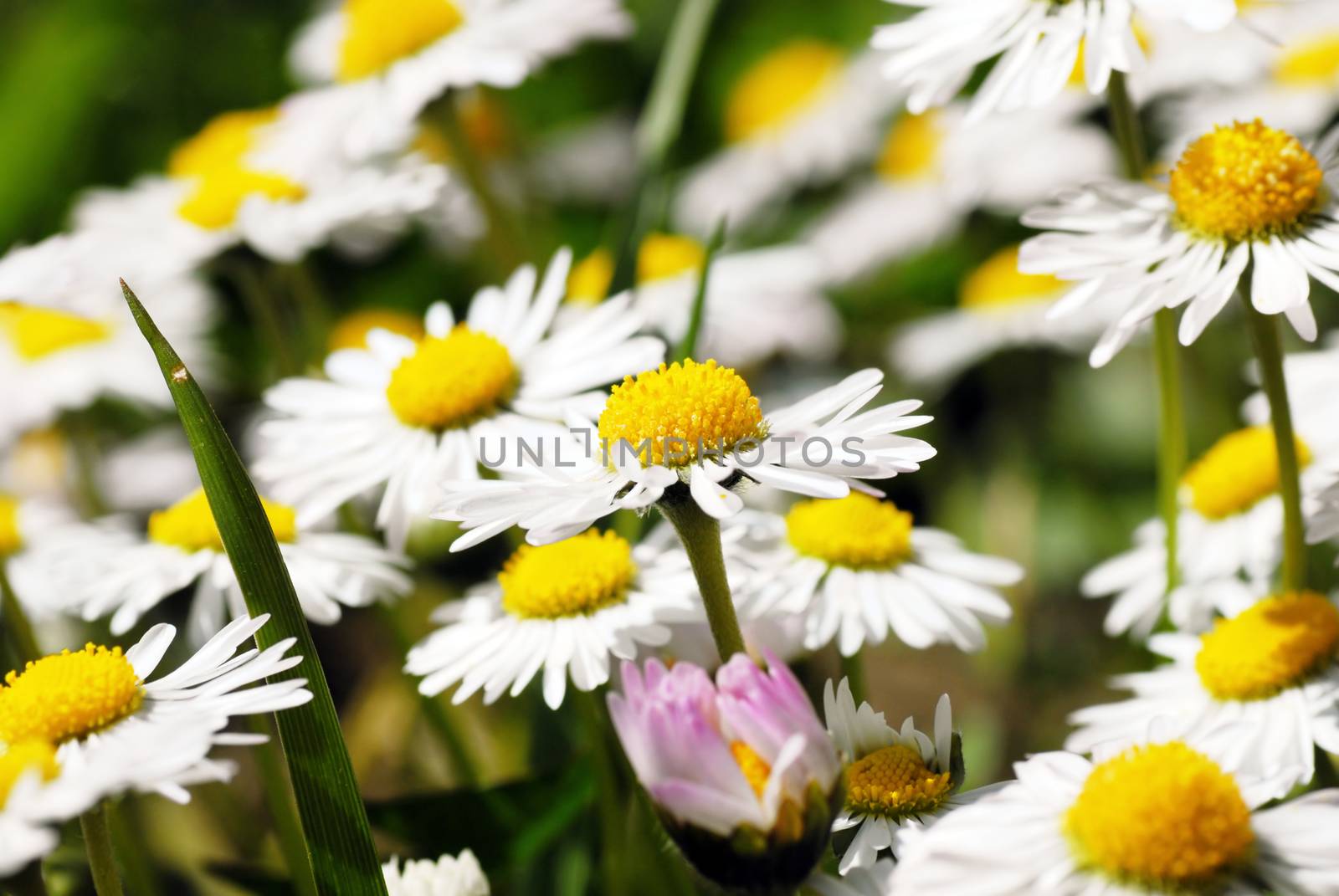 several blooming white daisies on the green meadow at spring