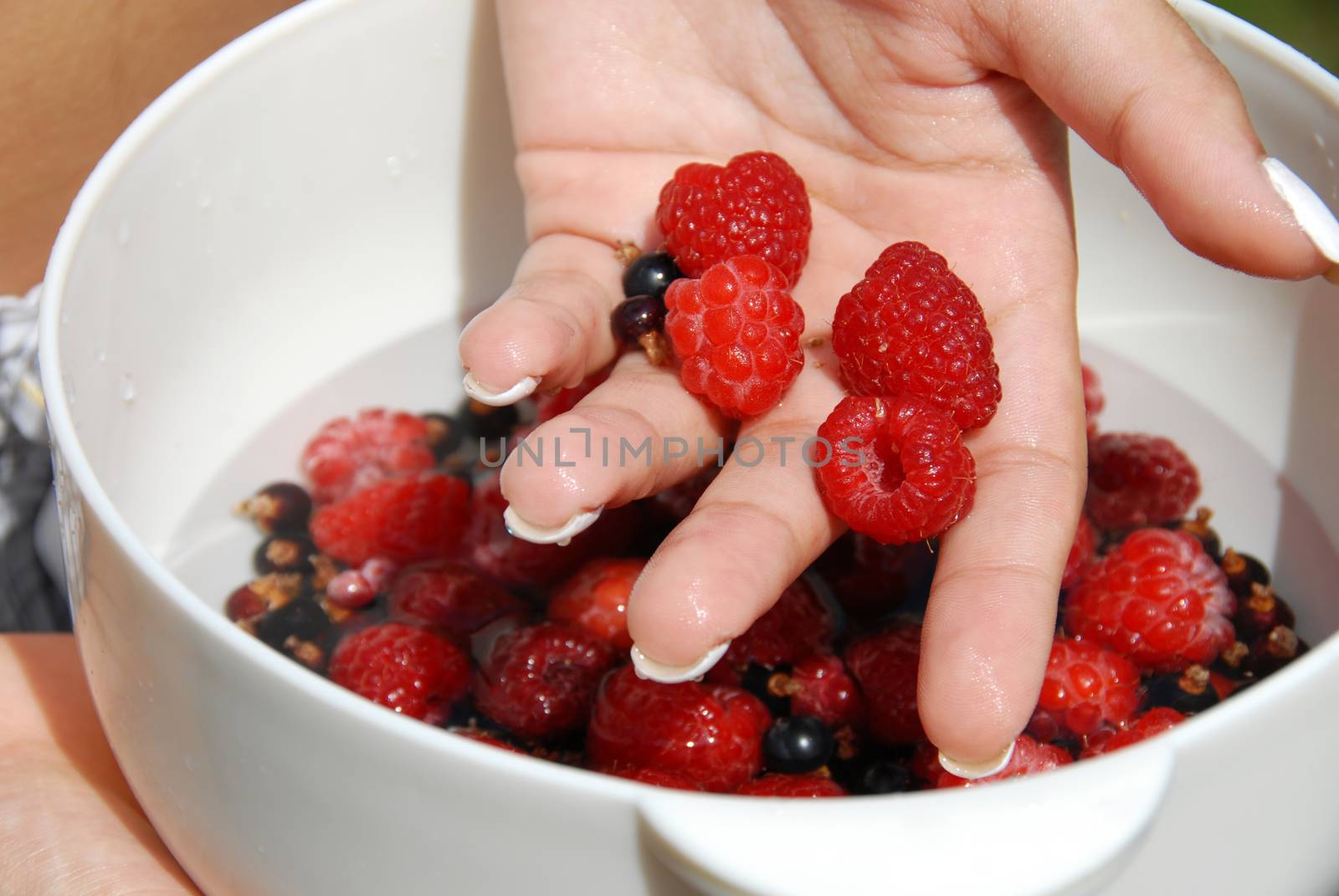Holding raspberries in the hand by simply