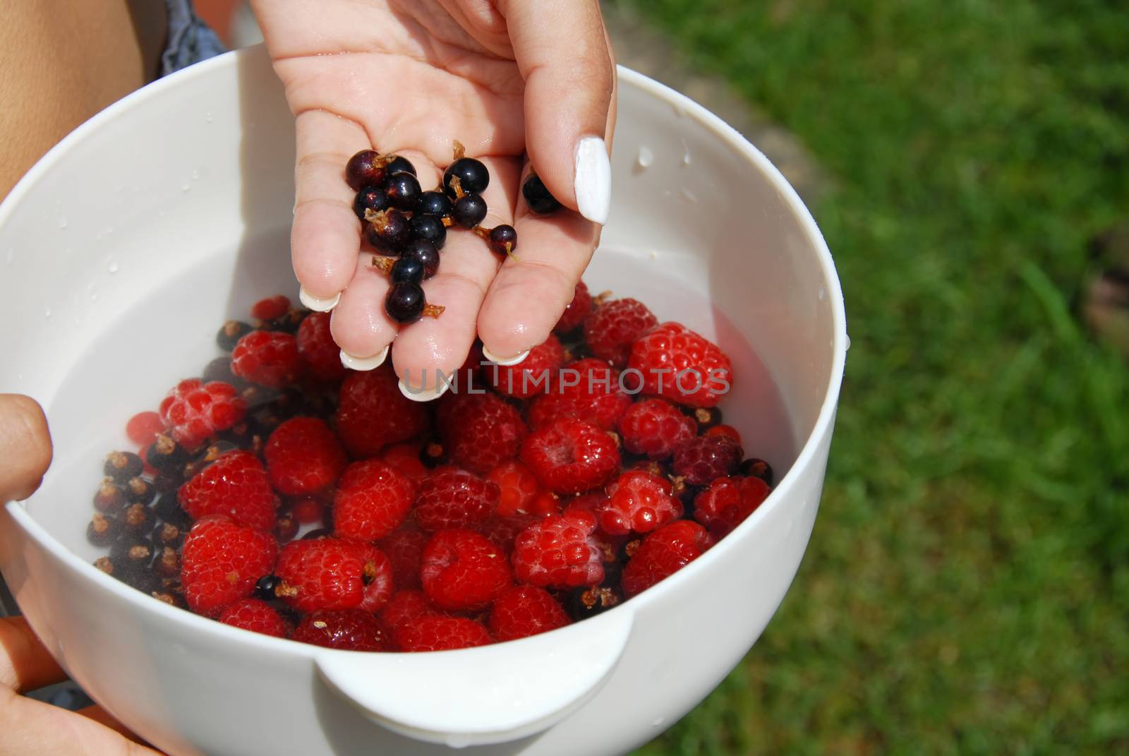 woman hand holding white bowl with raspberries and black currants