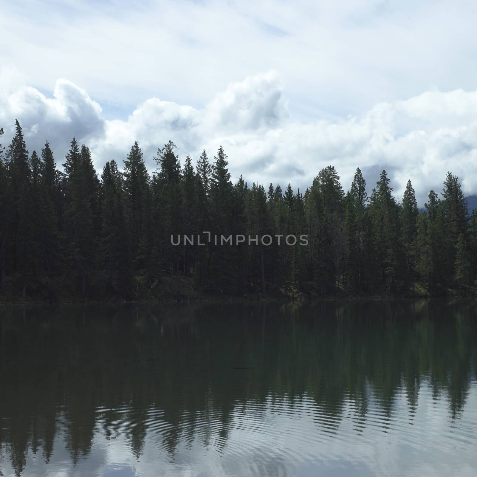 Evergreens reflect into a calm lake under a cloudy sky