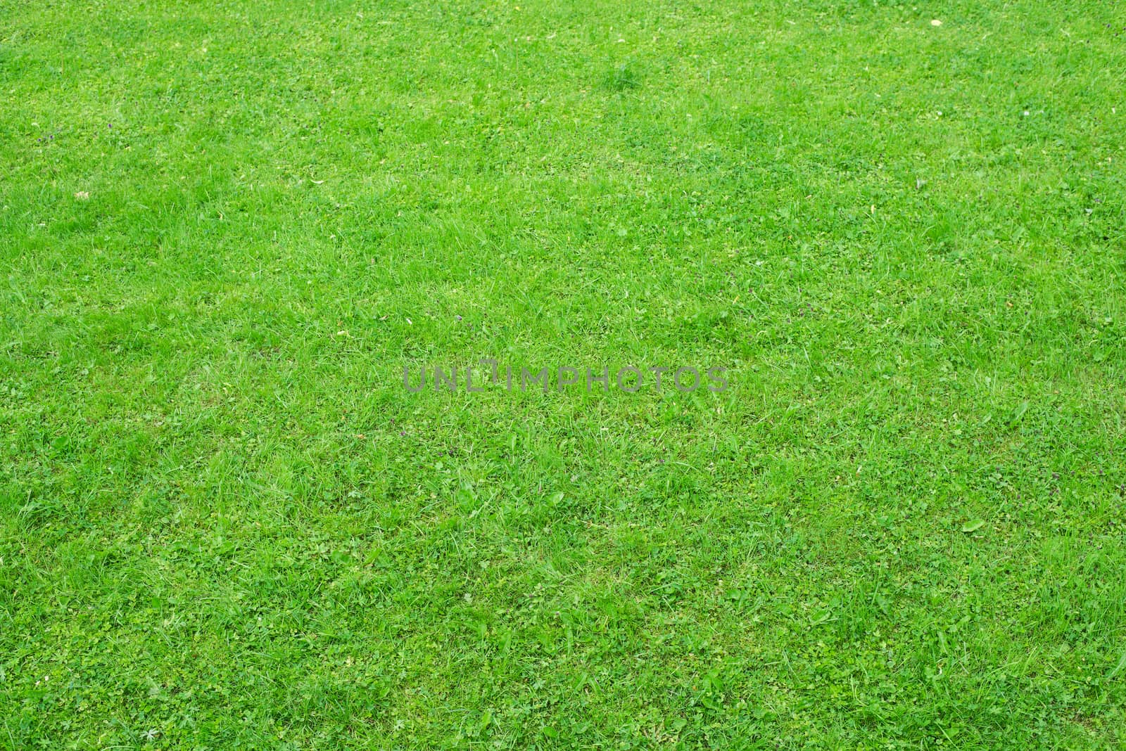 Green grass by cherezoff