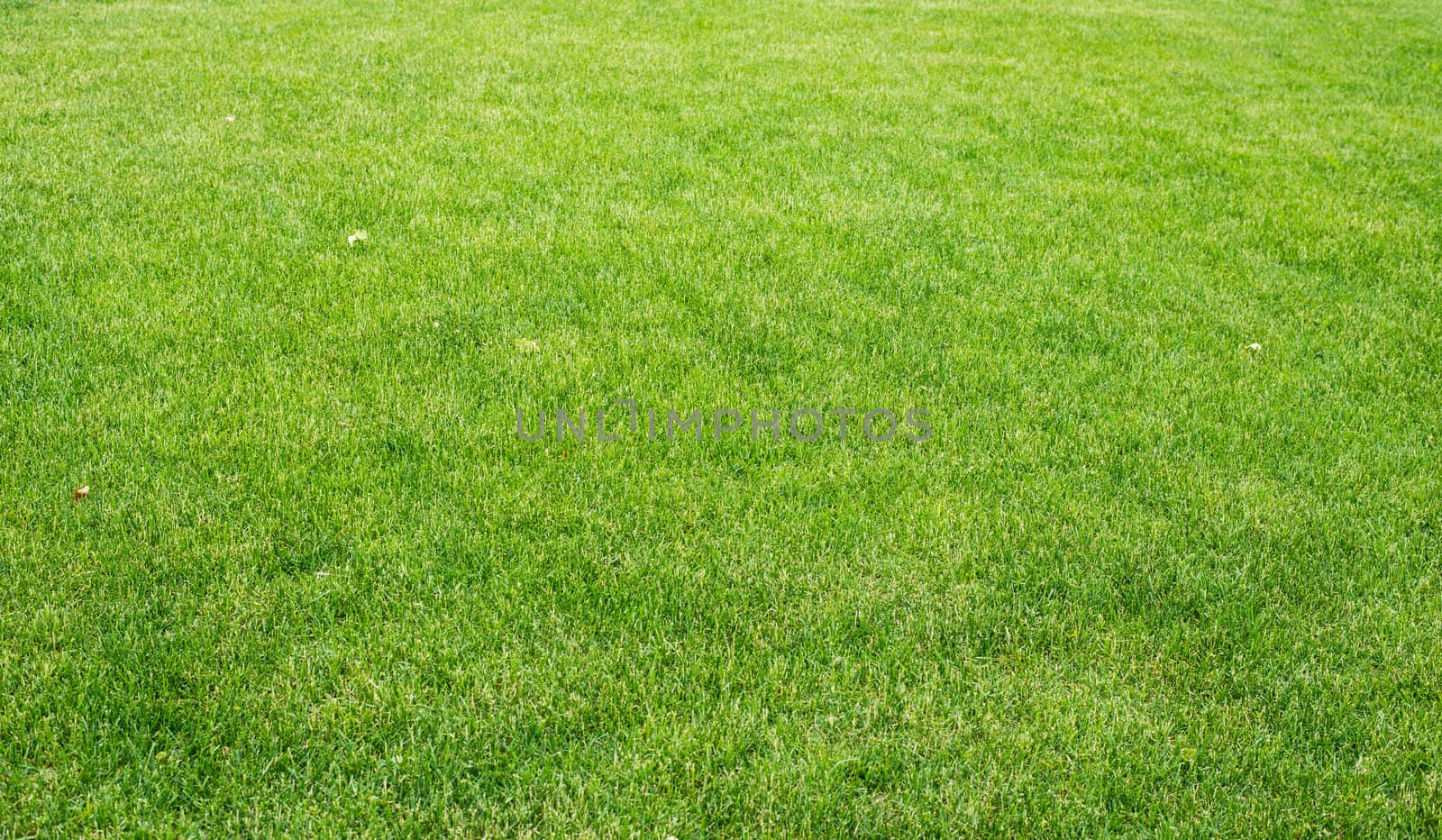 Lawn with different plants, nature background. Close-up view