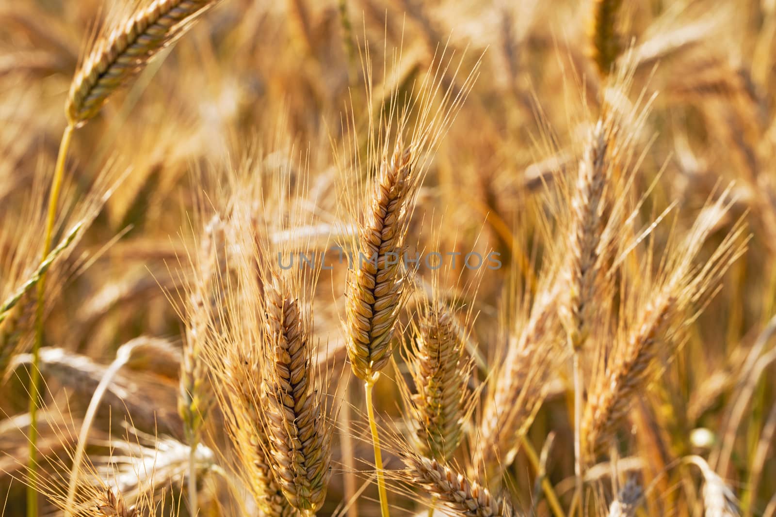  the ears of the ripened cereals photographed by a close up