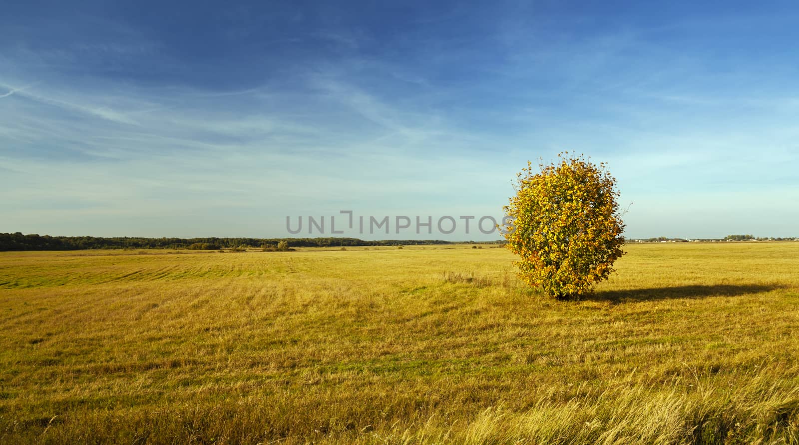   a tree with the yellow leaves, growing in a field in an autumn season