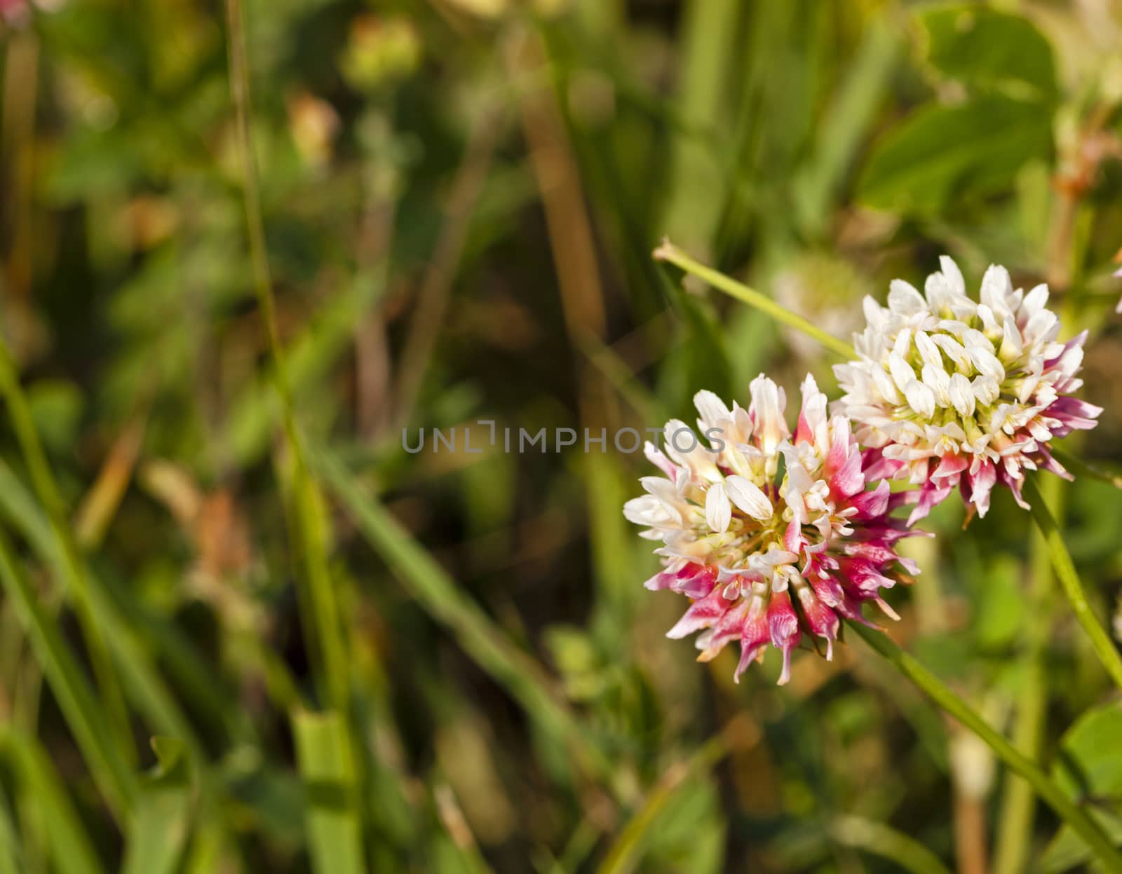   the flowers of a clover photographed by a close up. spring season