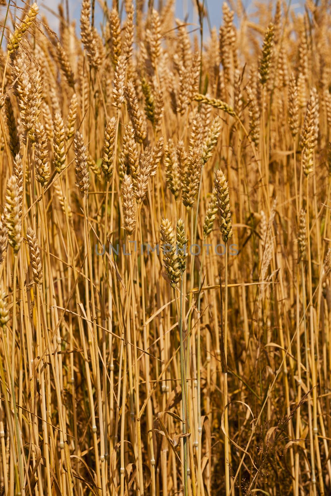  the ripened ears of cereals photographed by a close up