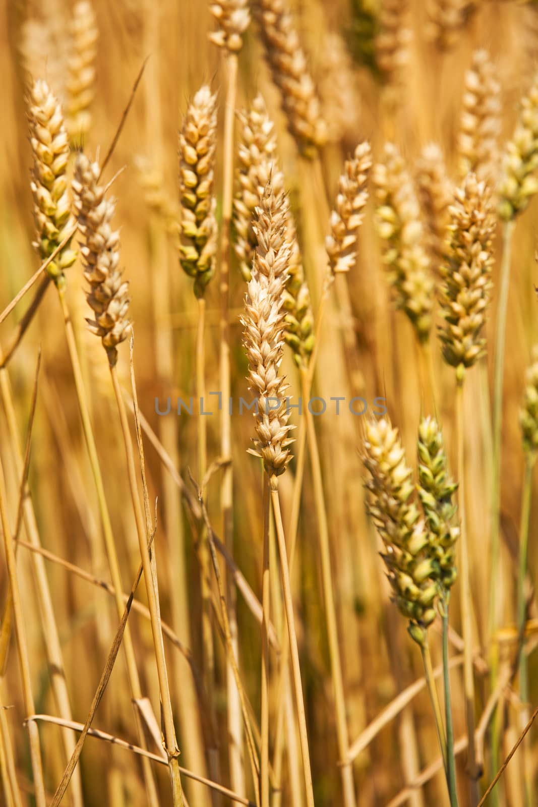   the ears of the ripened cereals photographed by a close up