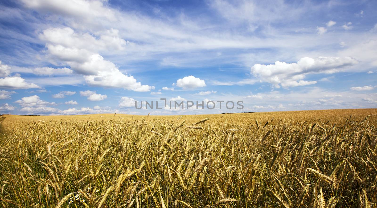 agricultural field on which grow up cereals