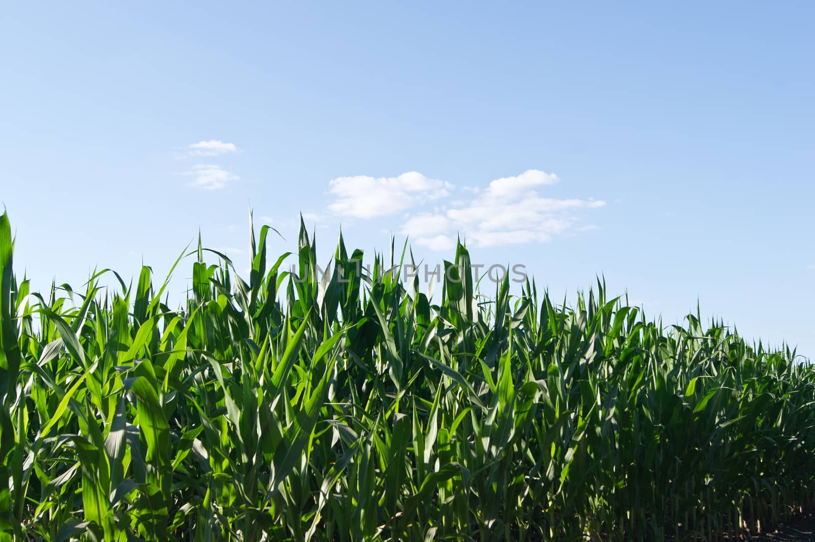 Fast growing maize plants in the clouds.