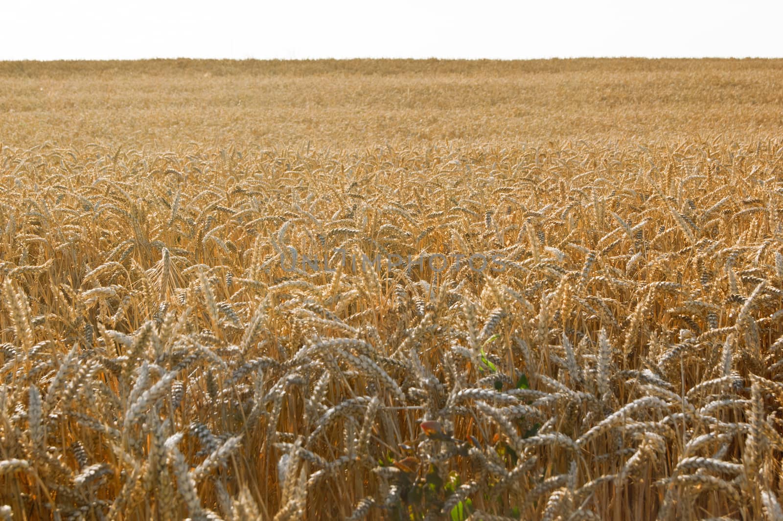 From the wheat field waiting for harvest.
