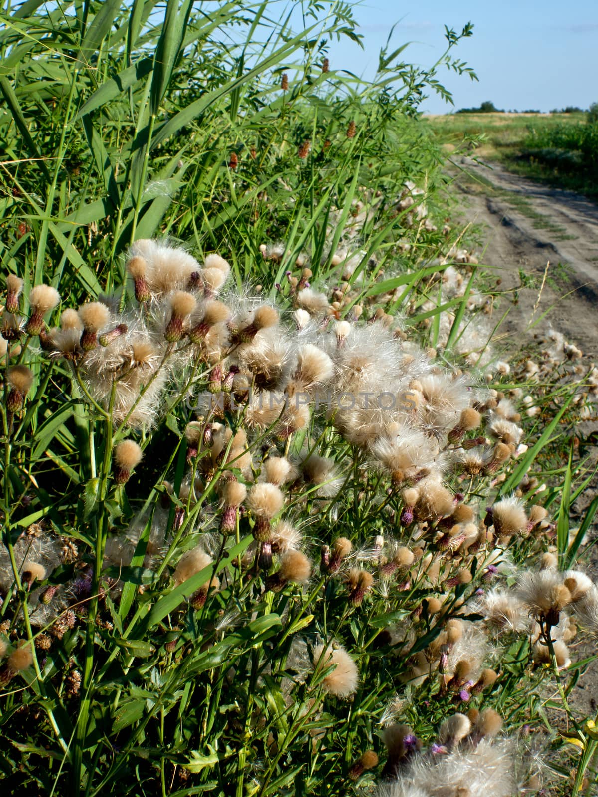 Hungary thistle (Carduus collinus) seed by the wayside.