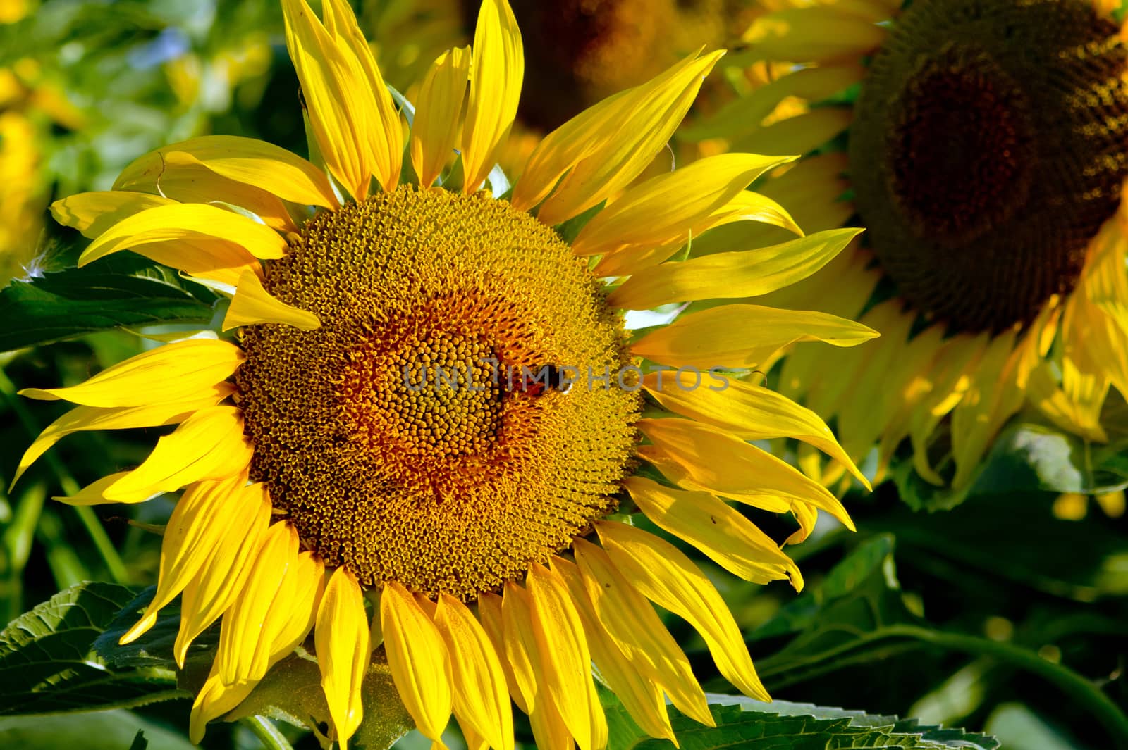 The flowers opened sunflower bumble bee visits.