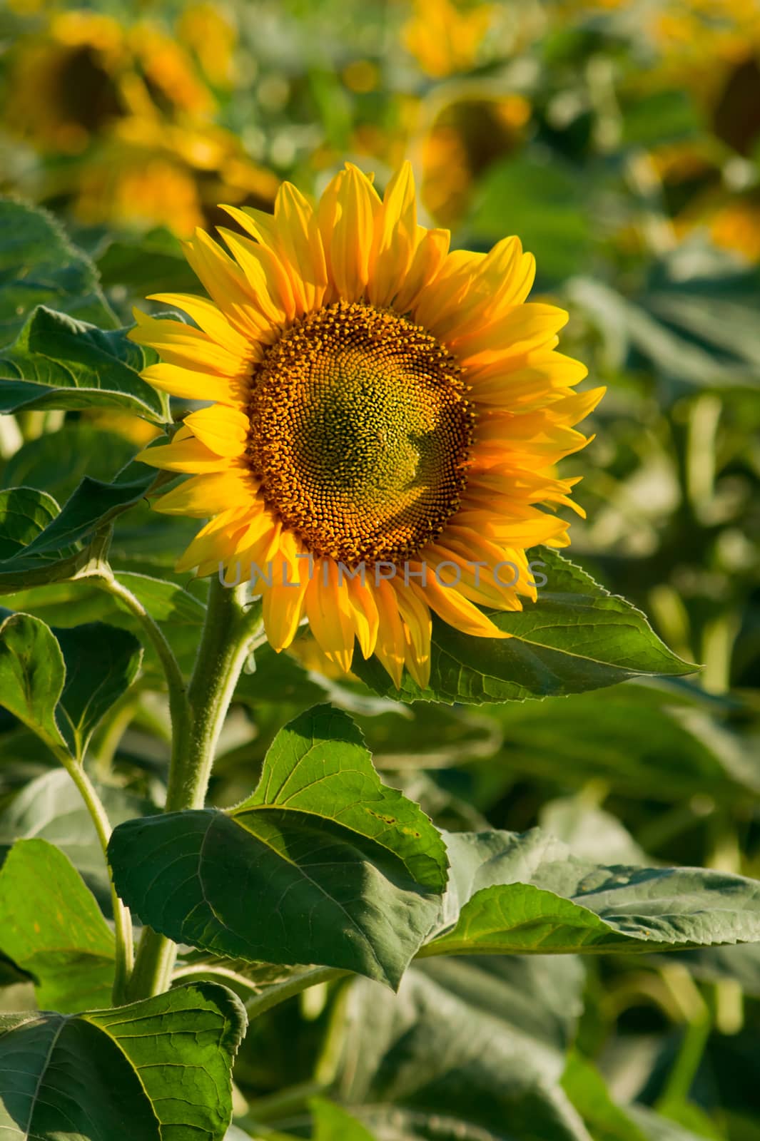 A sunflower field over the yellow flower.