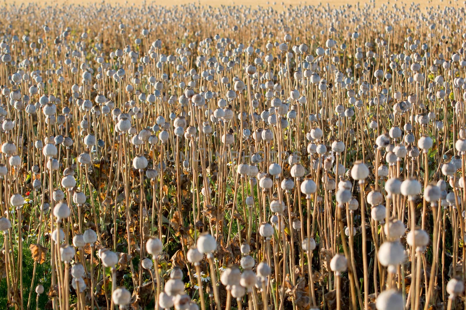 The ripe eating poppy cocoon before harvest.