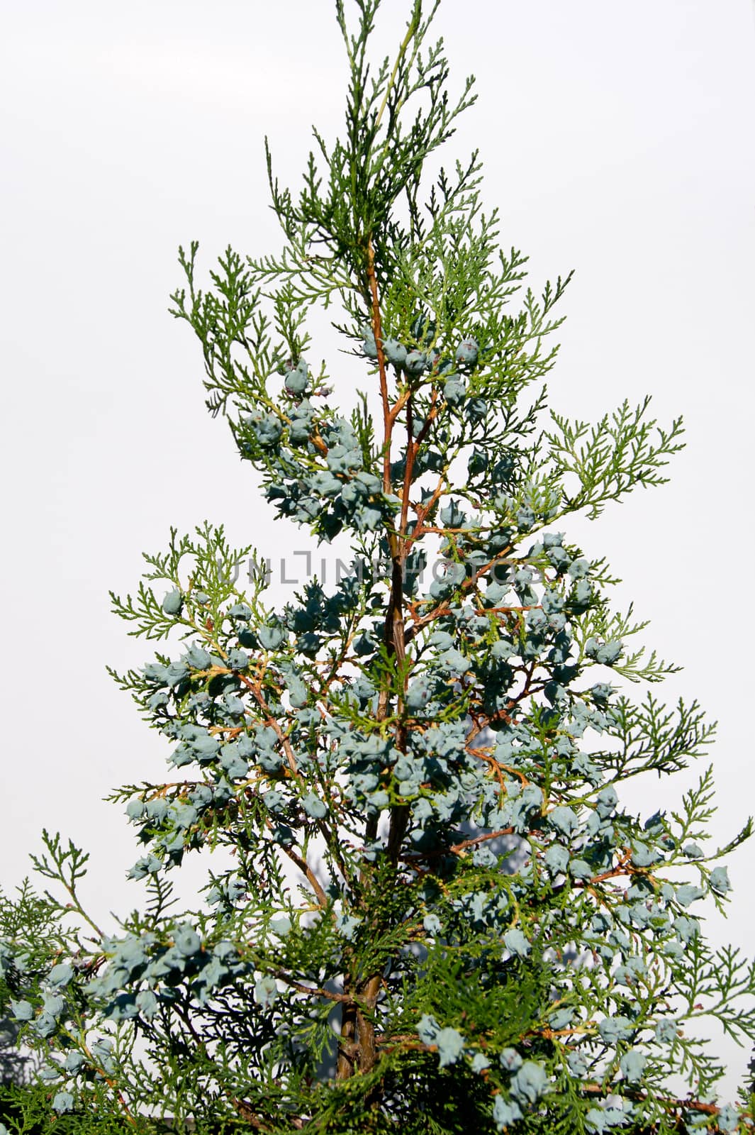 Many cones grown in the garden Thuja.