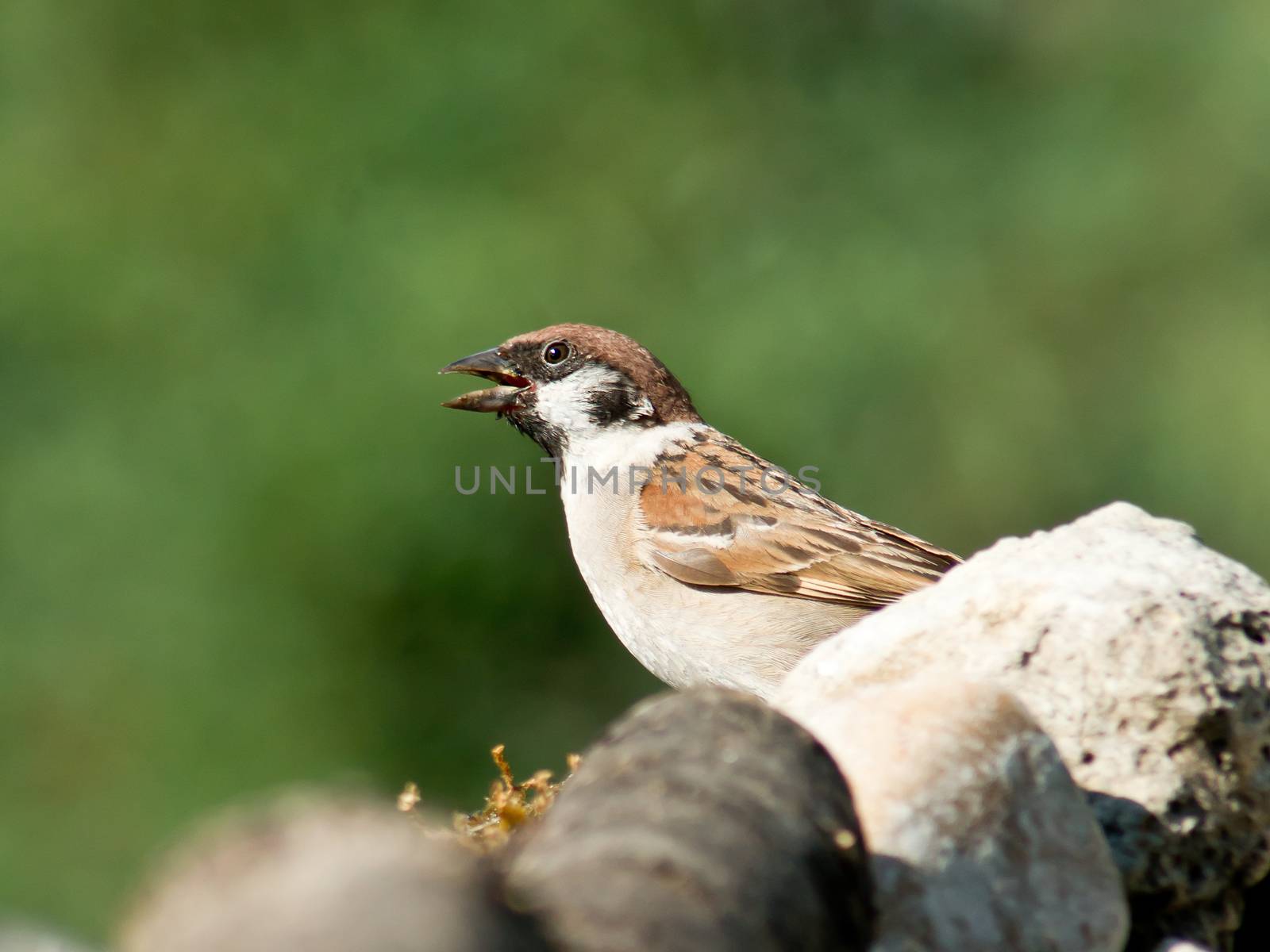 The high heat of the pant sparrow.