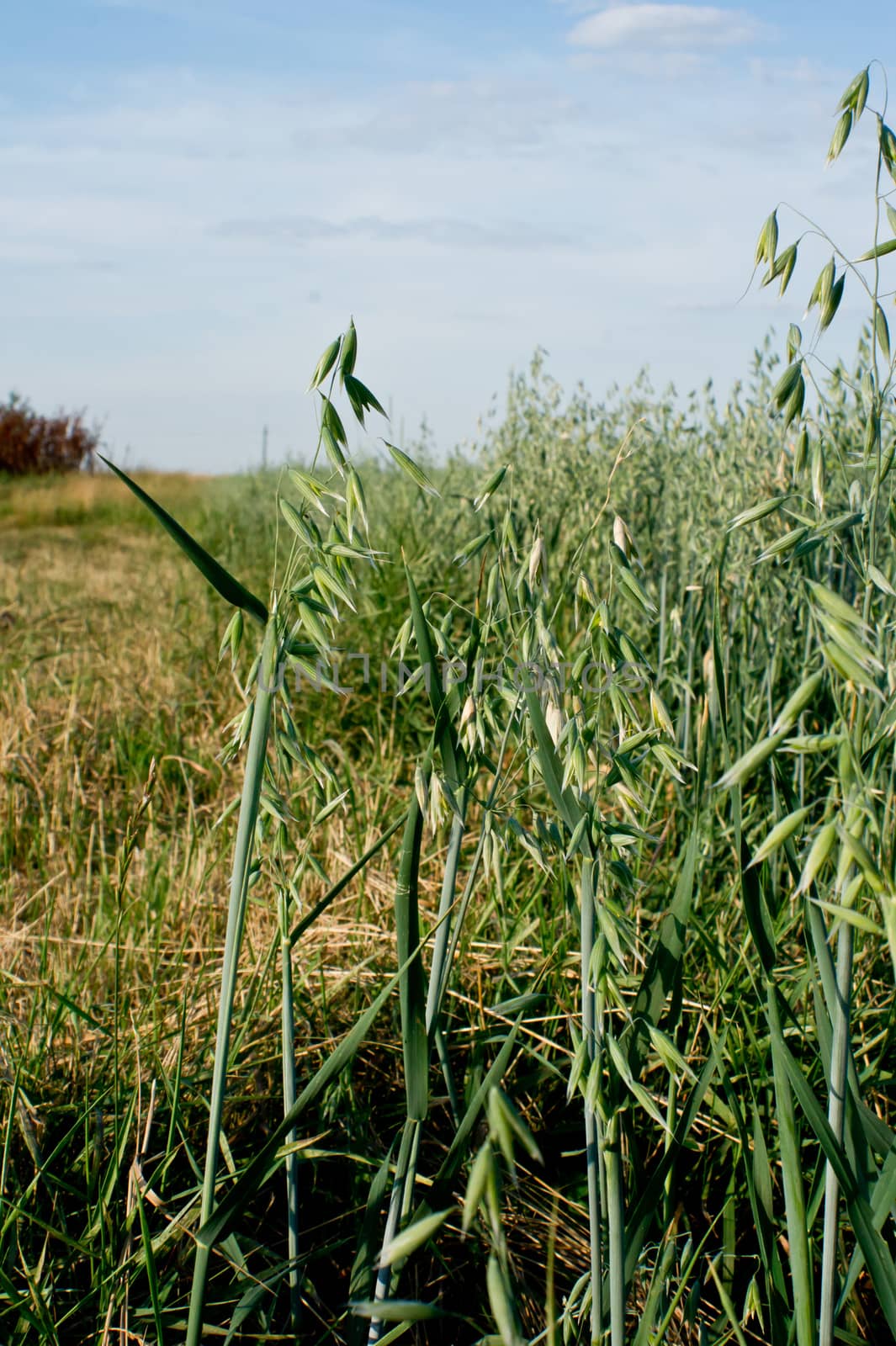 From the oat plant on the edge of the field.