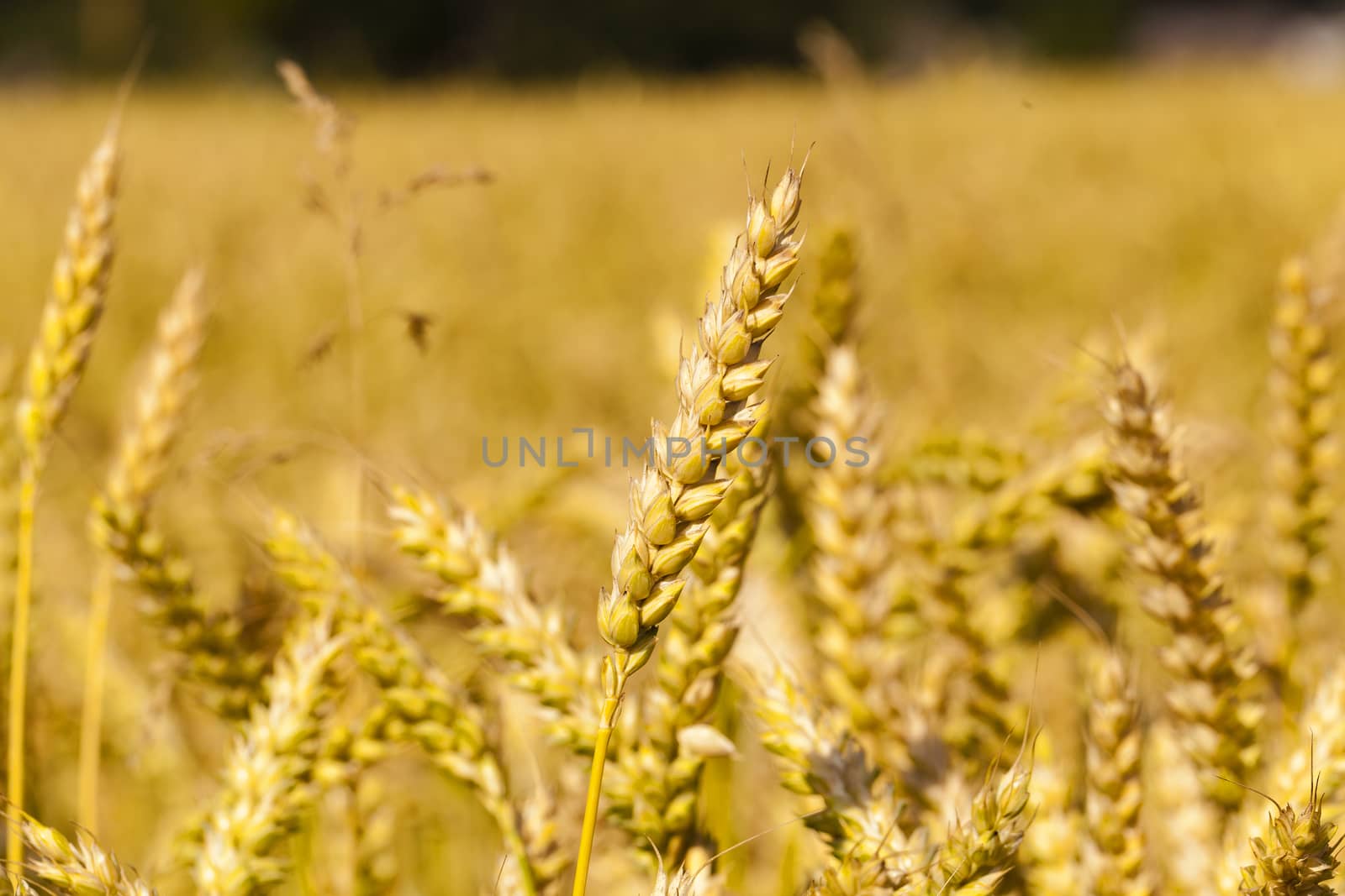  the mature ears of cereals photographed by a close up