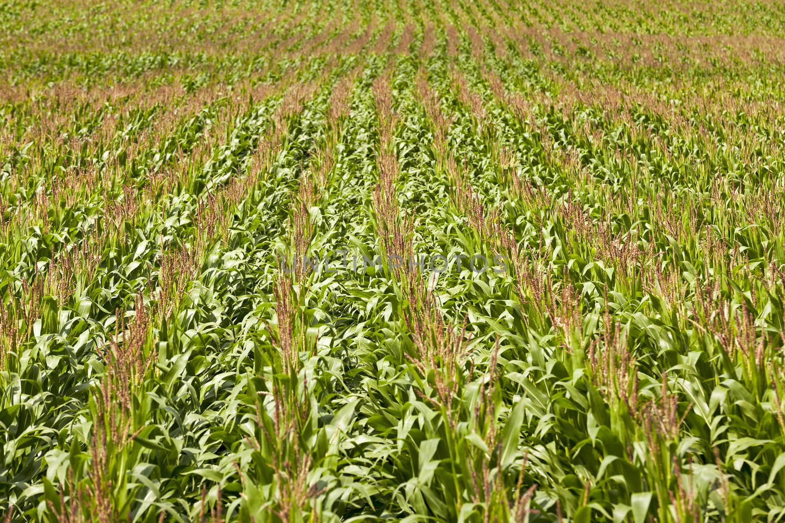   an agricultural field on which grow up corn