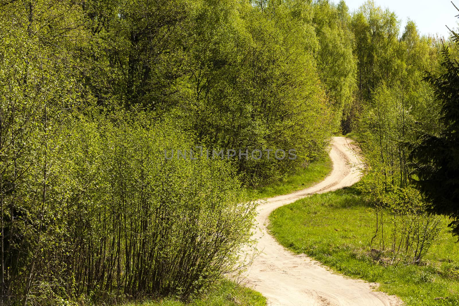   not asphalted road in the wood. summertime of year