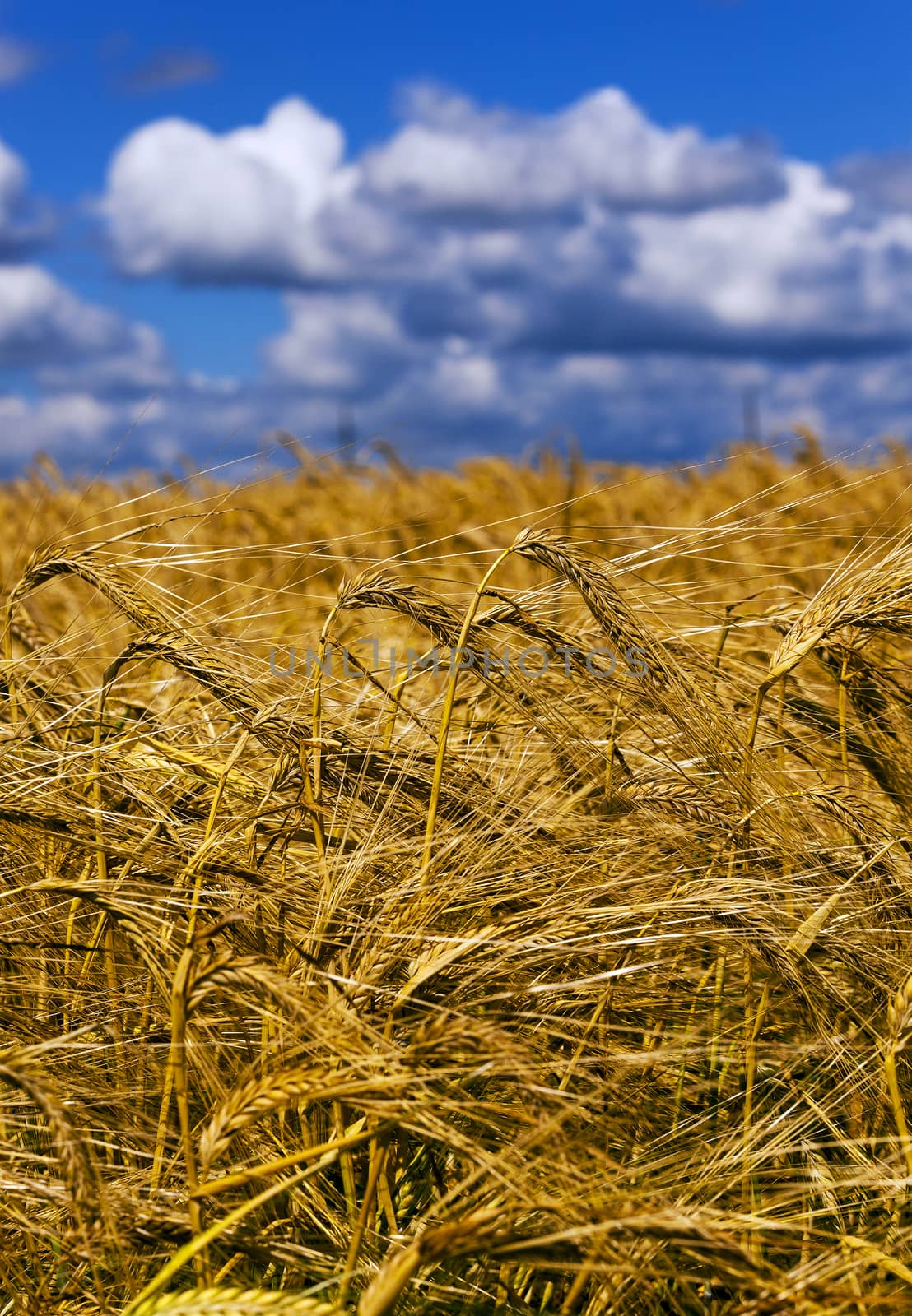  an agricultural field on which grow up wheat