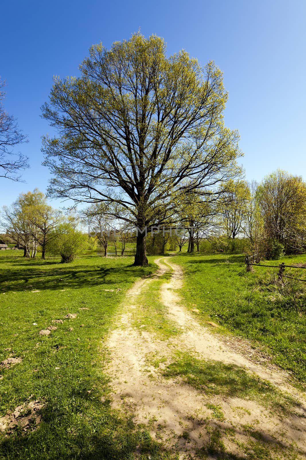  not asphalted rural road along which the tree grows