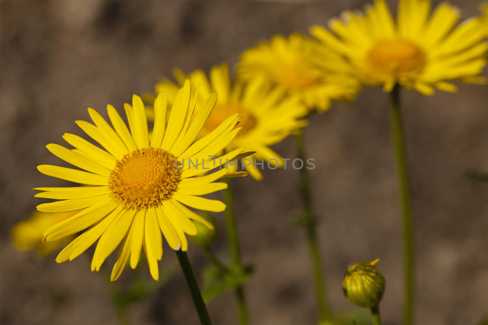   three yellow camomiles photographed by a close up. focus on the first camomile