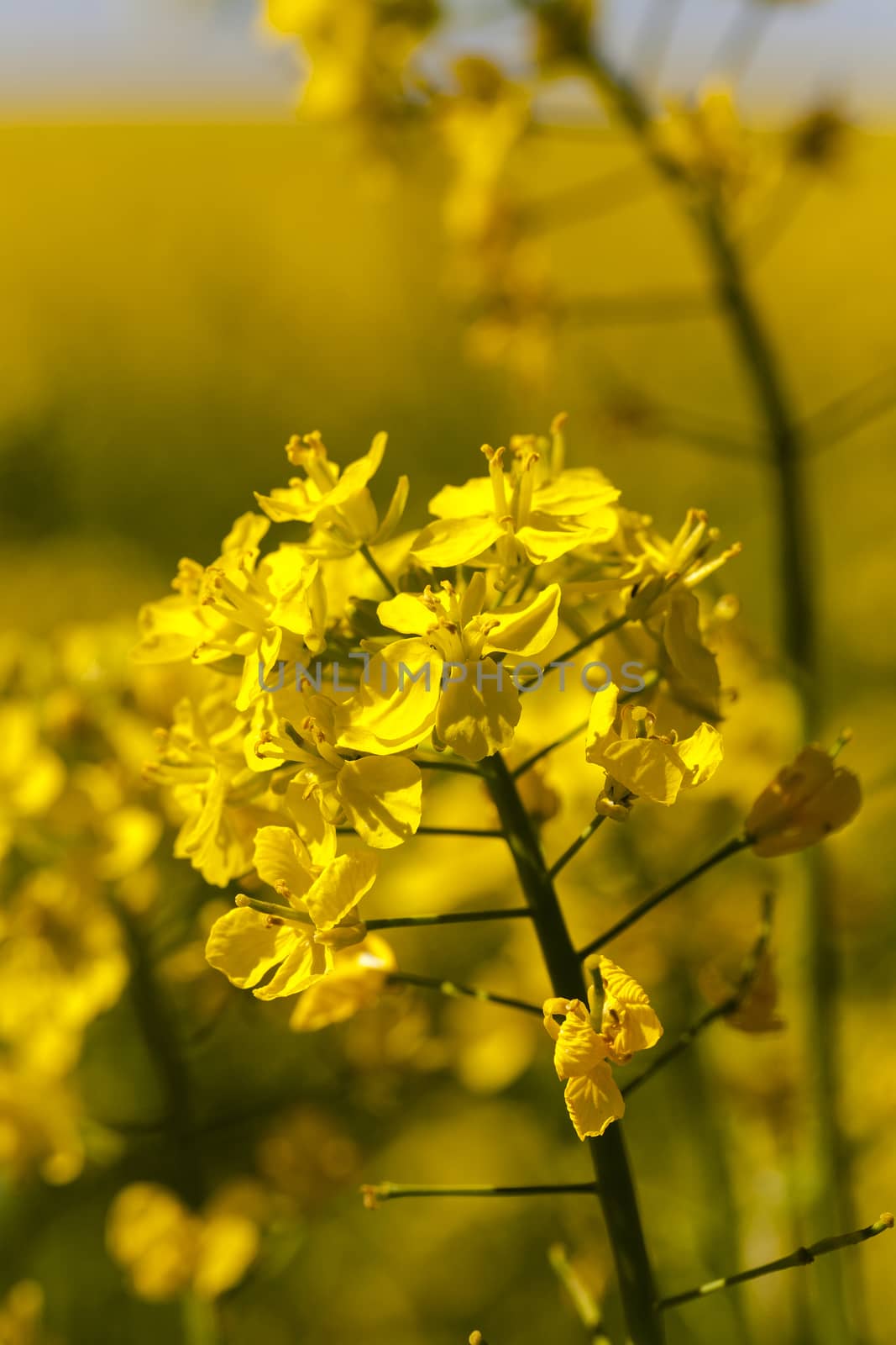   the blossoming colza photographed by a close up