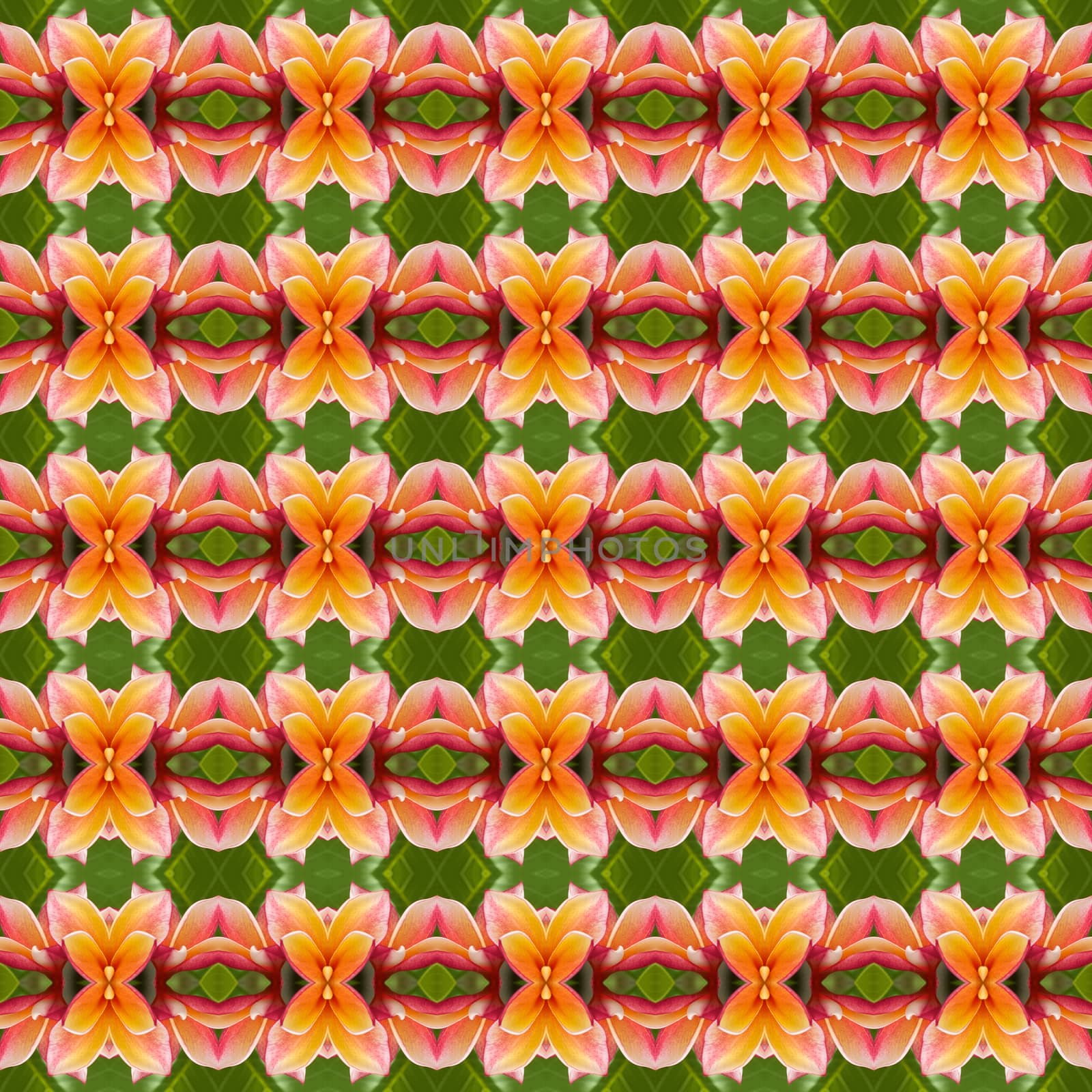 Plumeria or Luntom pink flower seamless use as pattern and wallpaper.