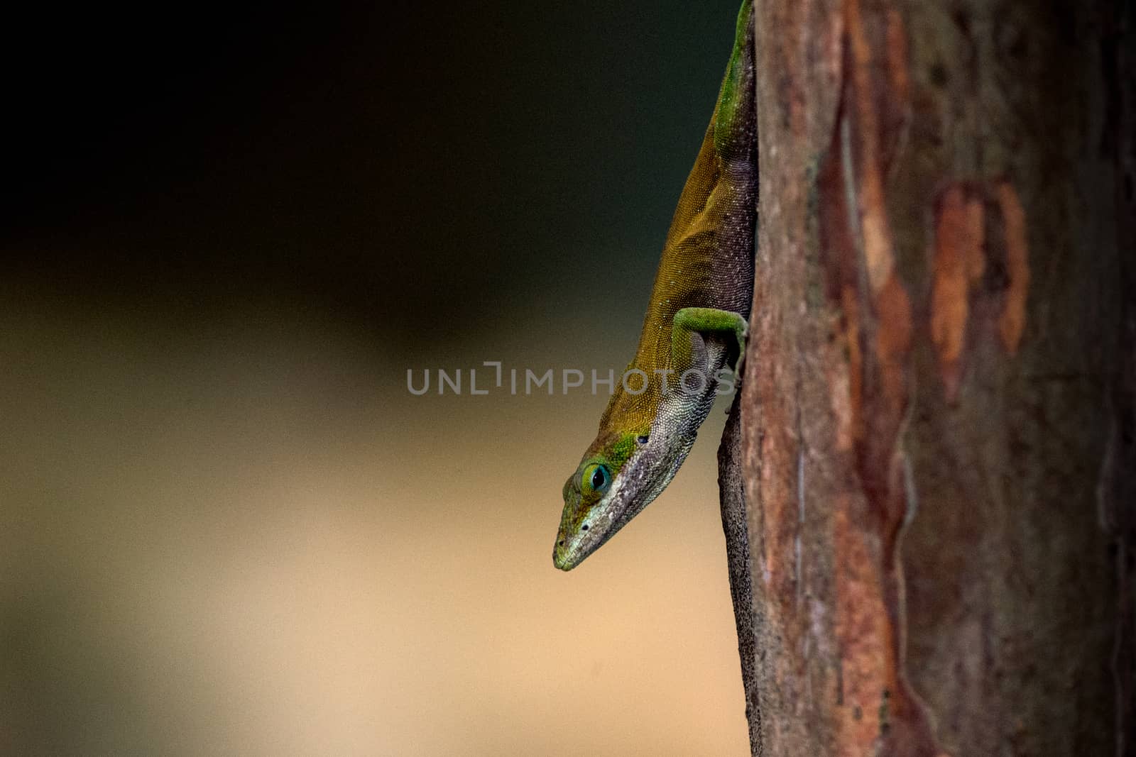Anole by thomas_males