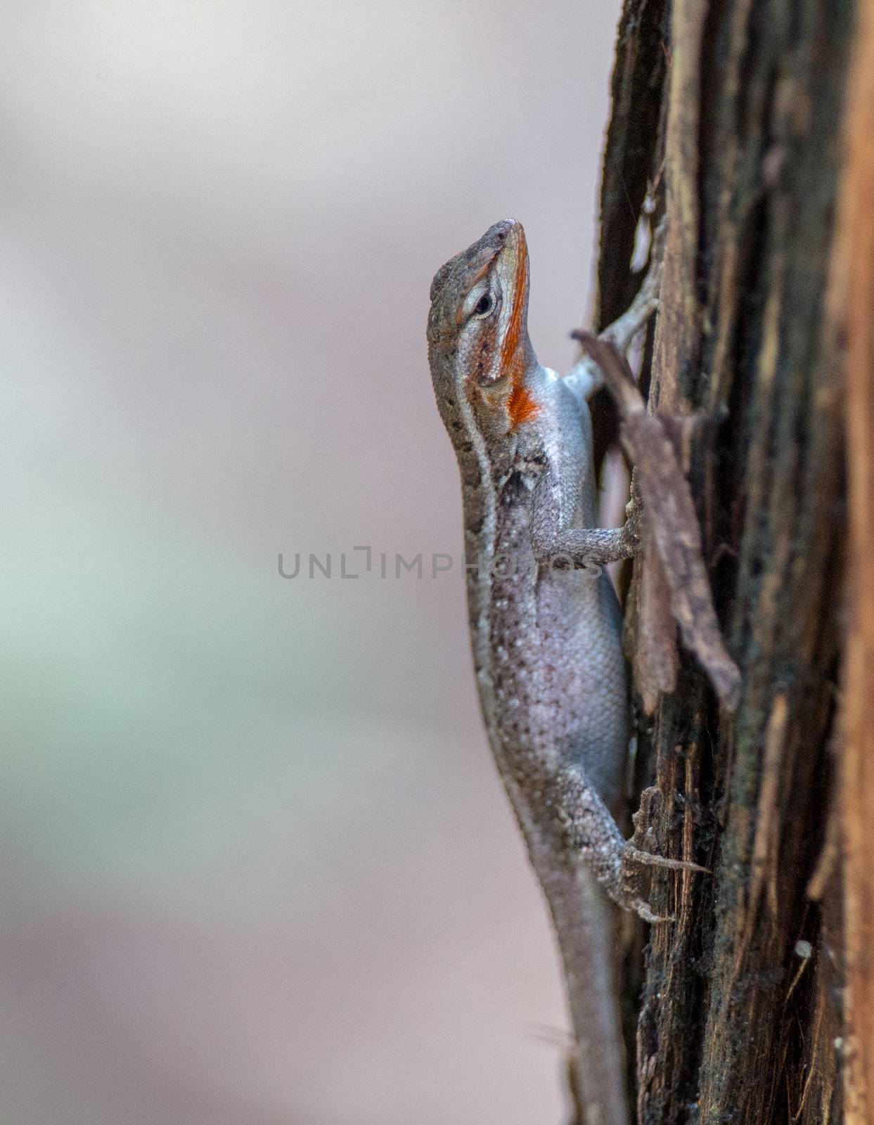 Ornate tree lizard by thomas_males