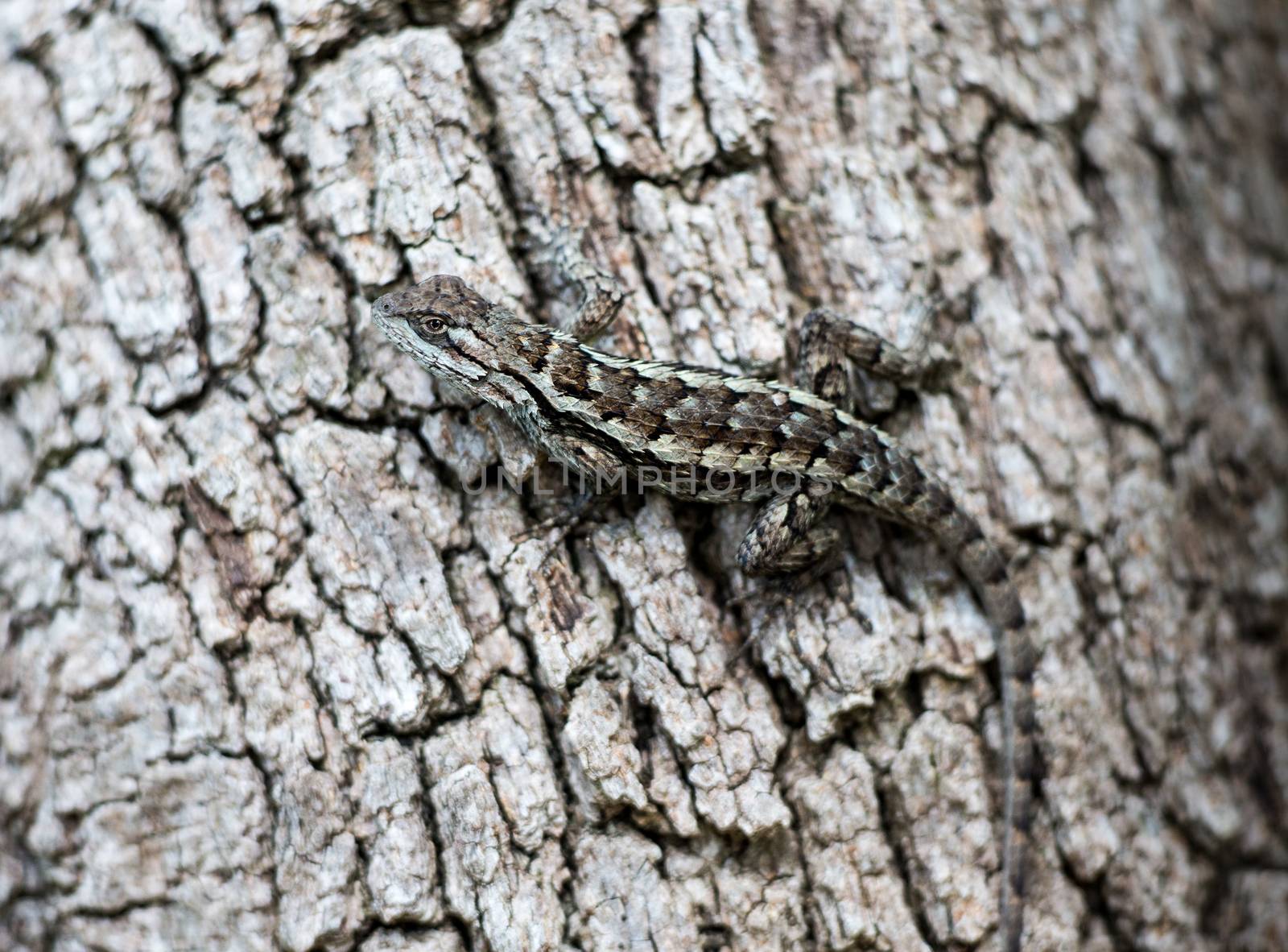 Texas spiny lizard on a tree