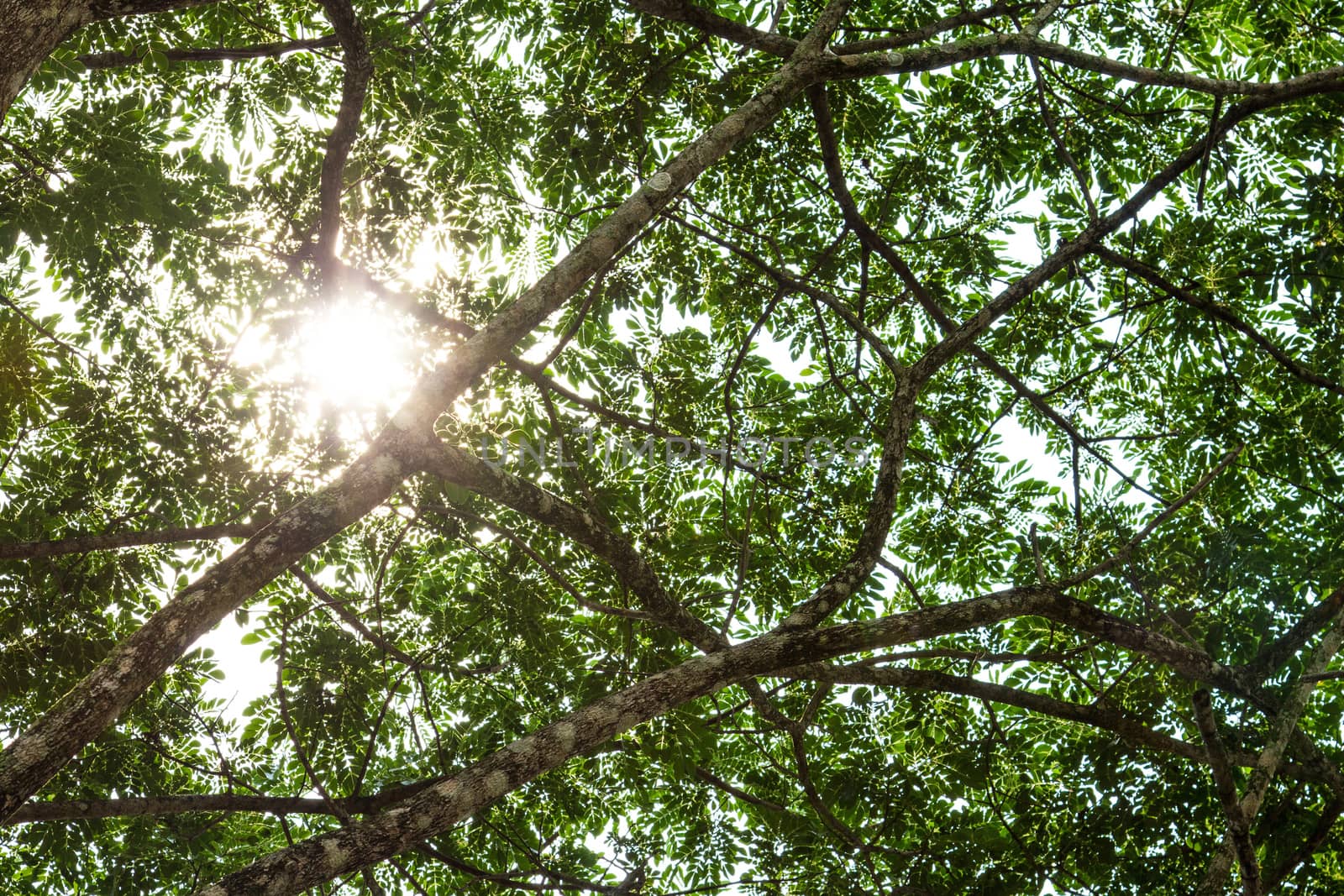 Under the tree with branch and green leaves