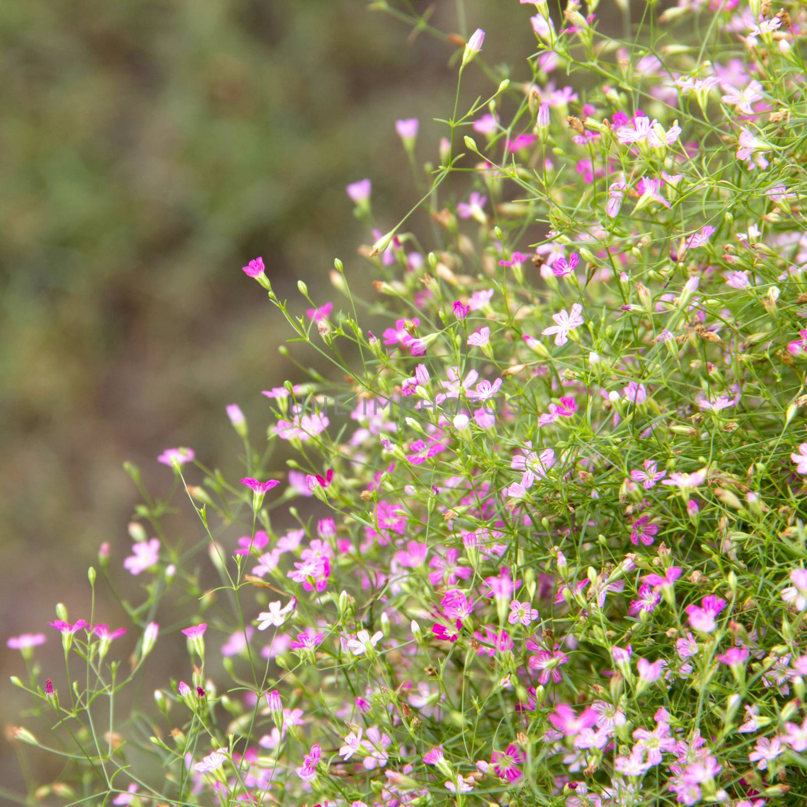 Gypsophila flower by liewluck