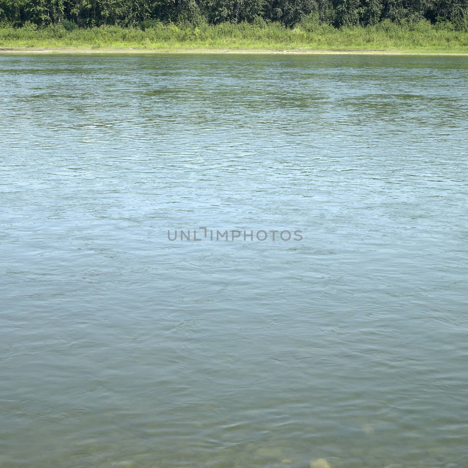 Edge of a calm body of water lined with foliage